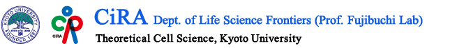 京都大学iPS細胞研究所 未来生命科学開拓部門 藤渕研究室